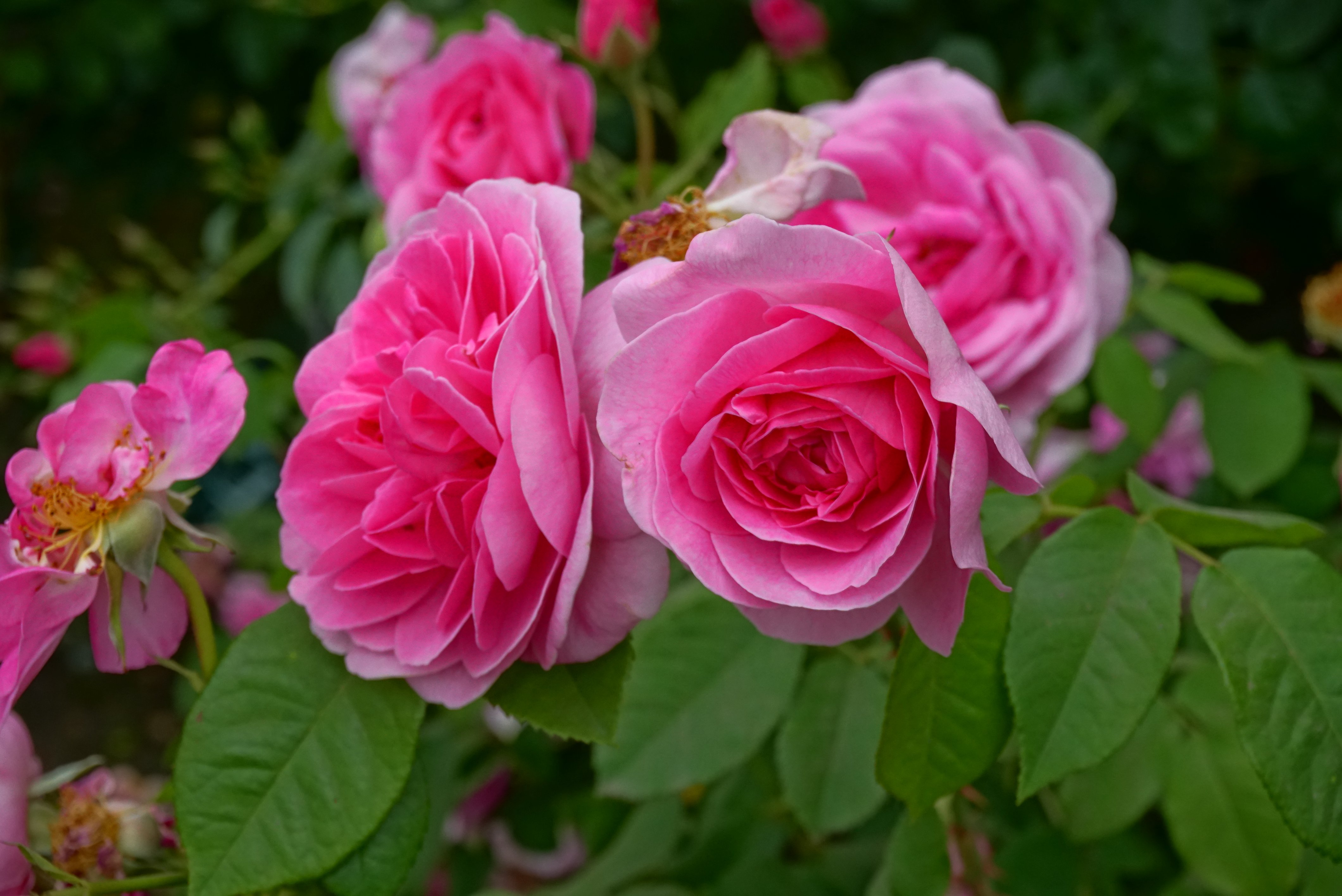 🌹 로즈가든(이시다 로즈가든)